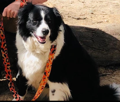 Orange Camo Leash