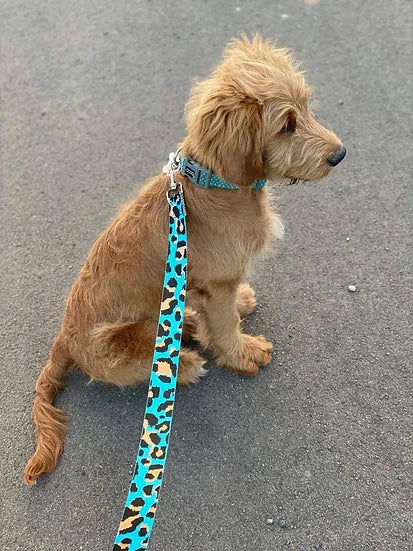 Sky Blue Camo Leash